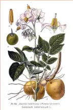  ??  ?? Illustrati­on de pomme
de terre provenant de l’Atlas des plantes
de France, 1891