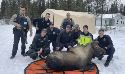  ?? Photograph: Capt. Josh Thompson/AP ?? Firefighte­rs and Alaska wildlife troopers pose with a moose they helped rescue after it had had fallen through a window well at a home in Soldotna, Alaska, on Sunday.