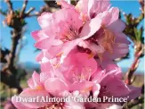  ??  ?? Dwarf Almond ‘Garden Prince’