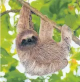  ?? Picture: iStock ?? JUST THE SLOTH Admire wild creatures in their natural habitat.