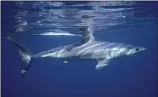  ?? GREG SKOMAL ?? A shortfin mako shark.. In a study published on Wednesday, researcher­s found the abundance of oceanic sharks and rays has dropped more than 70% between 1970and 2018.