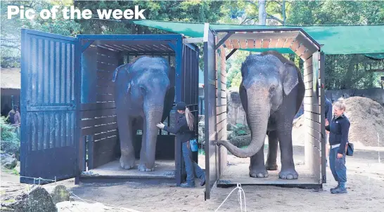  ?? Photo / Auckland Zoo ?? Elephants Burma (left) and Anjalee with keepers Corryn and Jade, trying out the shipping crates at Auckland Zoo ahead of their move to Australia in October.