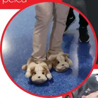  ??  ?? LLEGÓ COMODITO. A su arribo al aeropuerto Luis Muñoz Marín, el campeón Miguel Cotto lució unas cómodas pantuflas con un diseño de perrito.