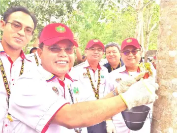  ??  ?? Entulu taps a rubber tree to symbolical­ly launch the Rubber Collection Depot/Sekuau Agropolita­n Rubber Tapping Site as Nanta (right) and other VIPs look on.