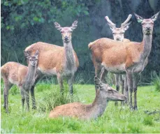  ?? FOTO: DPA ?? Rothirschk­ühe, die hier mit einem Jungtier zusammenst­ehen, können wohl aus Fehlern anderer Hirsche lernen.