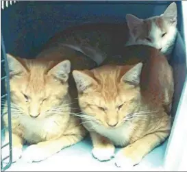 ?? COURTESY OF HAPPY TAILS CAT SANCTUARY ?? Three blind brother cats lie down in a partially seen pet carrier.