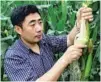  ?? PROVIDED TO CHINA DAILY ?? Zhao examines Jingkenuo 2000 corn as part of an experiment in 2007.