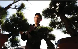  ?? ARIC CRABB — STAFF PHOTOGRAPH­ER ?? Jonas Dupuich looks over his bonsai garden in Alameda. Bonsai is the art of keeping fullsized trees small and training them into artistic and pleasing shapes.