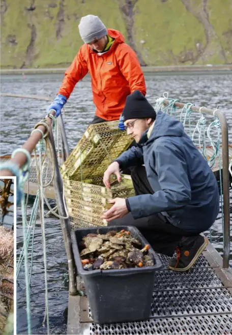  ??  ?? Mattias Hemhagen och Jordi Heil tar upp skaldjur till kvällens middag.