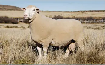  ?? FOTO’S: TJAART STEENEKAMP ?? “Hy is die naaste aan perfek wat ek nóg by ’n ram gesien het,” sê Tjaart van die Dormerram Coenie (T 16 00 16) wat vir die rekordprys van R235 000 verkoop is op 2018 se nasionale Dormerveil­ing. “Hy het ook goeie syfers.’’