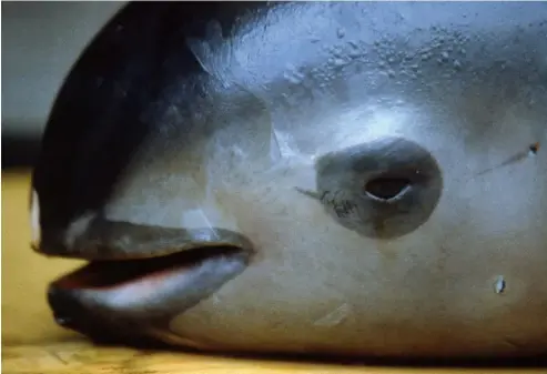  ?? ?? A dead vaquita (there are hardly any photos left of them alive). AFP PHOTO / WWF/ OMAR VIDAL