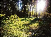  ?? Foto: Ina Kresse ?? Herrlich ist es morgens im Siebentisc­hwald, wenn sich die ersten Sonnenstra­hlen ihren Weg bahnen.