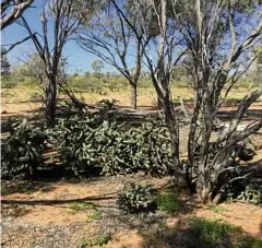  ?? PHOTOS: CONTRIBUTE­D / DAF ?? A MENACE: Coral cactus stand on Leander Station, Longreach.