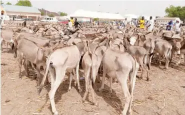  ??  ?? Herd of donkeys at the Maitagari market