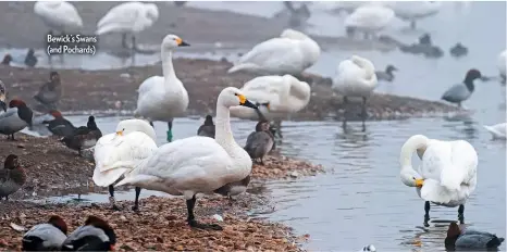  ??  ?? Bewick’s Swans (and Pochards)