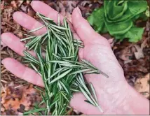  ?? LIGAYA FIGUERAS / LFIGUERAS@AJC.COM ?? Fresh rosemary from the garden is one of AJC dining editor Ligaya Figueras’ winter pick-me-ups.