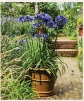  ?? ?? Pack a large pot with one variety of plant for a stylish focal point