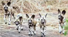  ??  ?? WILD dogs are back in the Tembe Elephant Park in KwaZulu-Natal.