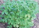  ??  ?? Irish link . . . Shamrockli­ke oca foliage may have given rise to to the nickname Irish potato.