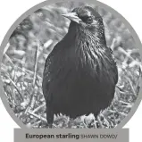  ?? SHAWN DOWD/ ROCHESTER DEMOCRAT AND CHRONICLE ?? European starling