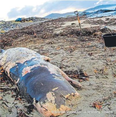  ??  ?? UNUSUAL: The body of the baby sperm whale on a beach on South Uist