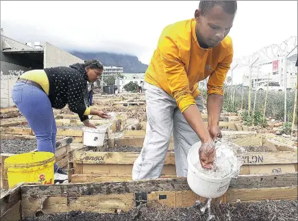  ?? PICTURE: MICHAEL WALKER ?? NURTURING: Lauren Fredericks, left, and Lee Stemmet water seedlings at the vegetable garden off Roeland Street.