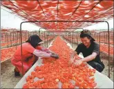  ?? PROVIDED TO CHINA DAILY DU BINGXUN / XINHUA ?? Right: Farmers of the Second Division of the corps dry tomatoes at a farm.