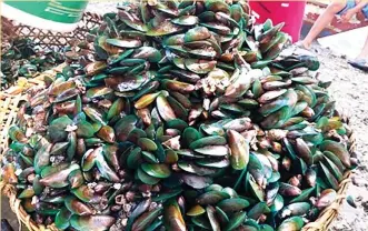  ??  ?? Green mussels collected in Maqueda Bay in Jiabong, Samar. The Bureau of Fisheries and Aquatic Resources has issued another warning against the consumptio­n of shellfish with several areas in Eastern Visayas still infested with red tide. (PNA file photo)