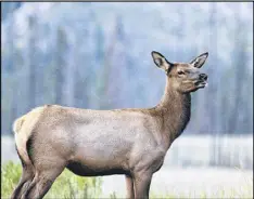  ?? MARK BOYCE VIA THE NEW YORK TIMES ?? Unlike their male counterpar­ts, female elk older than 10 years seem nearly invulnerab­le to hunters, adjusting their behavior and adopting more stealth strategies through life, scientists found.