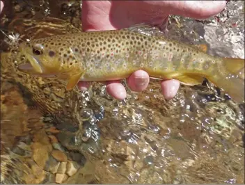  ?? ?? A perfect Middle Fork Brown Trout.