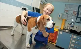 ?? Photograph: Barrie Neil/ ?? A veterinary nurse at an animal hospital examines a beagle.