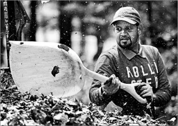  ?? ROBERT F. BUKATY/AP PHOTOS ?? Angel Gonzalez shovels leaves into a trailer this week at Sebasco Harbor Resort in Phippsburg, Maine.