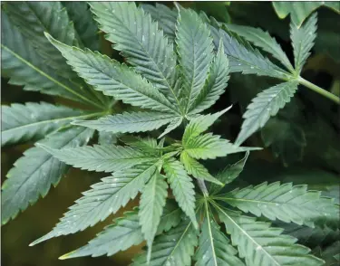  ?? ASSOCIATED PRESS FILE PHOTO ?? Marijuana plants are pictured at a growing facility in Oklahoma City, Feb. 26, 2020.