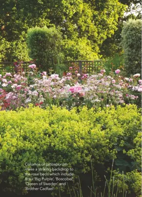  ??  ?? Columns of pittosporu­m make a striking backdrop to the rose beds which include ‘Big Purple’, ‘Boscobel’, ‘Queen of Sweden’ and ‘Brother Cadfael’