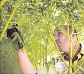  ?? Gina Ferazzi Los Angeles Times ?? A WORKER trims cannabis at the Desert Hot Springs grow site of Canndescen­t. The company has urged tougher enforcemen­t against unlicensed pot operations.