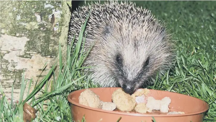  ?? PICTURE: MARK DAVIS ?? Hedgehogs enjoy dog and cat food and can benefit from a shallow dish of water – but never give them bread or milk