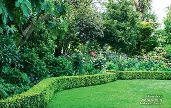  ??  ?? A fig tree leads the eye across the herbaceous border.