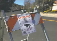  ?? Lea Suzuki / The Chronicle ?? Authoritie­s in Contra Costa County have captured and killed the coyote responsibl­e for attacking and injuring five people in the Moraga area since last summer.