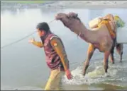  ?? HT FILE PHOTO ?? ▪ Cops with a camel being used to smuggle hooch in Allahabad.