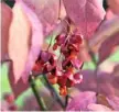  ??  ?? Euonymus planipes Shrub with blushing leaves, purple fruit and orange seeds. H2.5m (8ft) S3m (10ft)