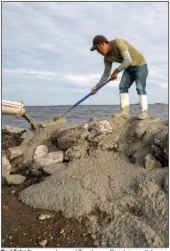  ?? (AP/The Advocate/David Grunfeld) ?? Raul Estrada, an employee of Terrebonne Parish in south Louisiana, stabilizes a coastal rock wall with cement Wednesday near Isle de Jean Charles, La. Hurricane Delta is expected to make landfall south of Morgan City, La., on Friday. Because of the forecast, the SEC moved Saturday’s game between LSU and Missouri from Baton Rouge to Columbia. Mo.