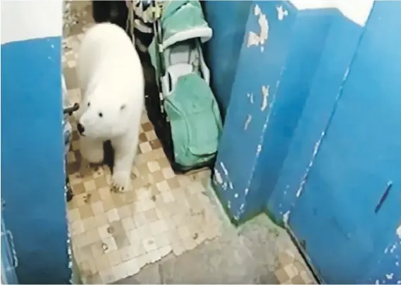  ?? SCREEN GRAB VIA YOUTUBE ?? Thinning sea ice has driven more than 50 polar bears ashore on an Arctic archipelag­o in northern Russia, causing chaos for the local population.