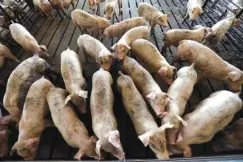  ?? ASSOCIATED PRESS FILE PHOTO ?? Young hogs are seen at Everette Murphrey Farm in Farmville, N.C., last year. After President Donald Trump announced plans to impose tariffs on products including Chinese steel, the Chinese government responded Friday with a threat to add an equal 25...