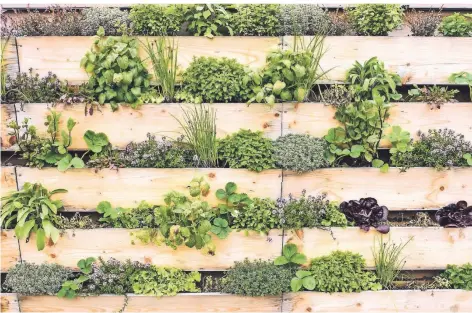  ?? FOTO: ISTOCK ?? So könnte ein vertikaler Garten mit Gewürzen und Gemüse aussehen – so ein grünes Raumwunder ist auch ein Blickfang auf Balkon oder Terrasse.