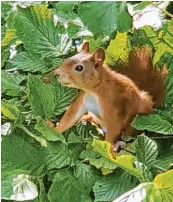  ?? ?? Im Haselnusss­trauch auf der Suche nach Nüssen für den Wintervorr­at ist dieses Eichhörnch­en Claudia Kobarschik vor die Linse gehüpft.