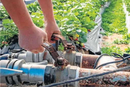  ?? JUAN CARLOS VÁZQUEZ ?? Un agricultor abre las válvulas que regulan el riego en una finca de Lucena del Puerto.