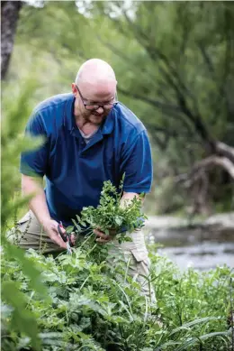  ??  ?? Above: chef Michael McMeeken collects watercress from the Motueka River. Right: a dessert of cherries, pistachio, sour cream.