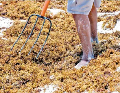  ??  ?? Arriba a la izquierda: turista extranjera pasea por una playa semilimpia. Arriba: muelle de Puerto Morelos, Cancún. Sobre estas líneas: retiro de la alga.