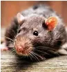  ??  ?? Immunity... rats resistant