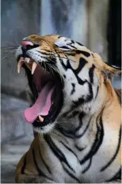  ?? Associated Press ?? ■ A Royal Bengal tiger yawns in its enclosure Monday at the Alipore zoo in Kolkata, India.